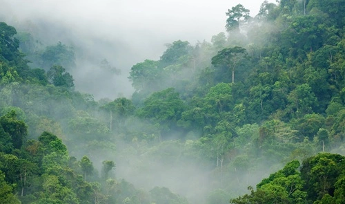 Forest Percentage
