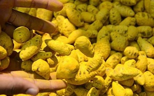 Turmeric Producing