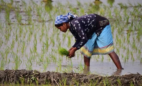Rice Producing
