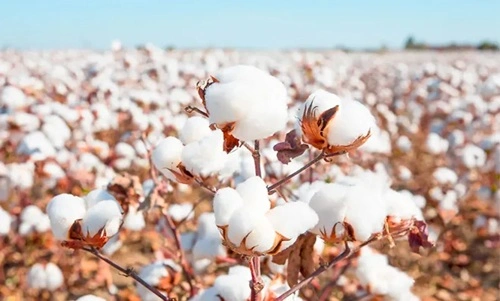 Cotton Producing
