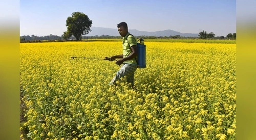 Mustard & Rapeseed Producing