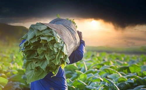 Tobacco Producing