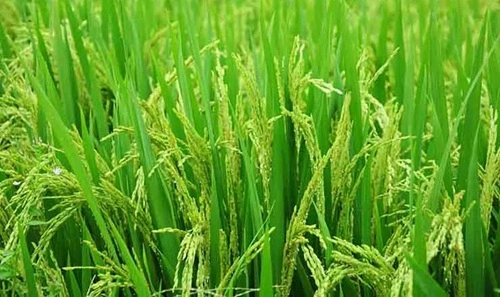 Paddy Producing