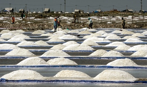 Salt Producing