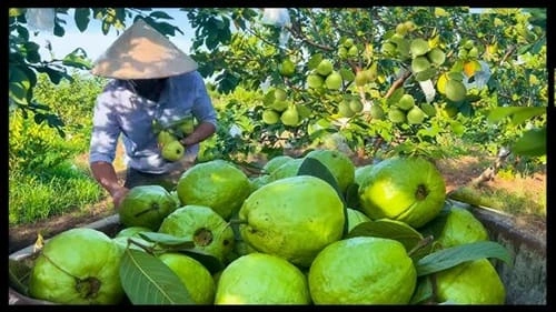 Guava
