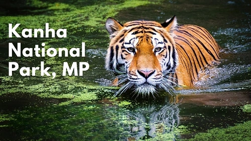 Kanha National Park, Madhya Pradesh