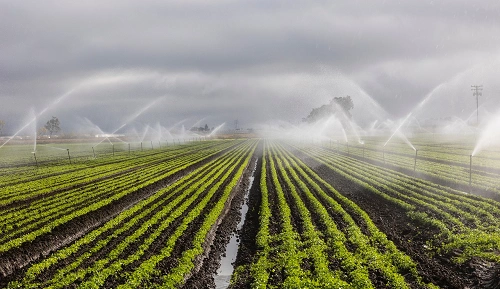 Drip Irrigation